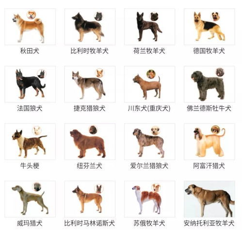 代表建议统一公布全国禁养犬名录