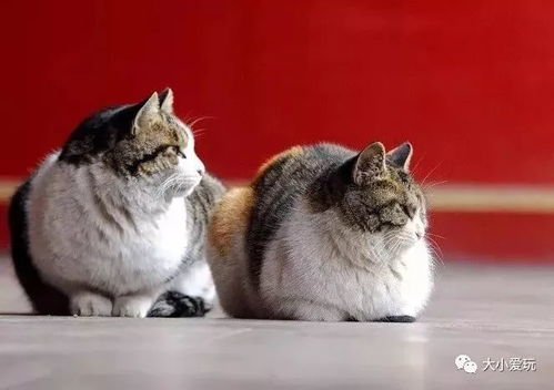 猫咪在那里游戏日本攻略 VS 宫中攻略游戏
