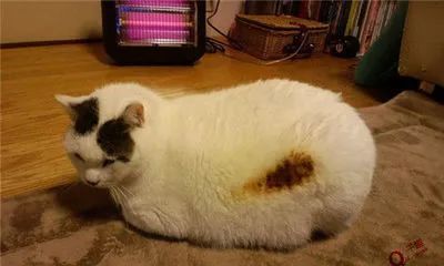小猫游戏橘猫游戏攻略 VS 闲鱼厨房游戏大全攻略